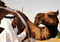 Camel